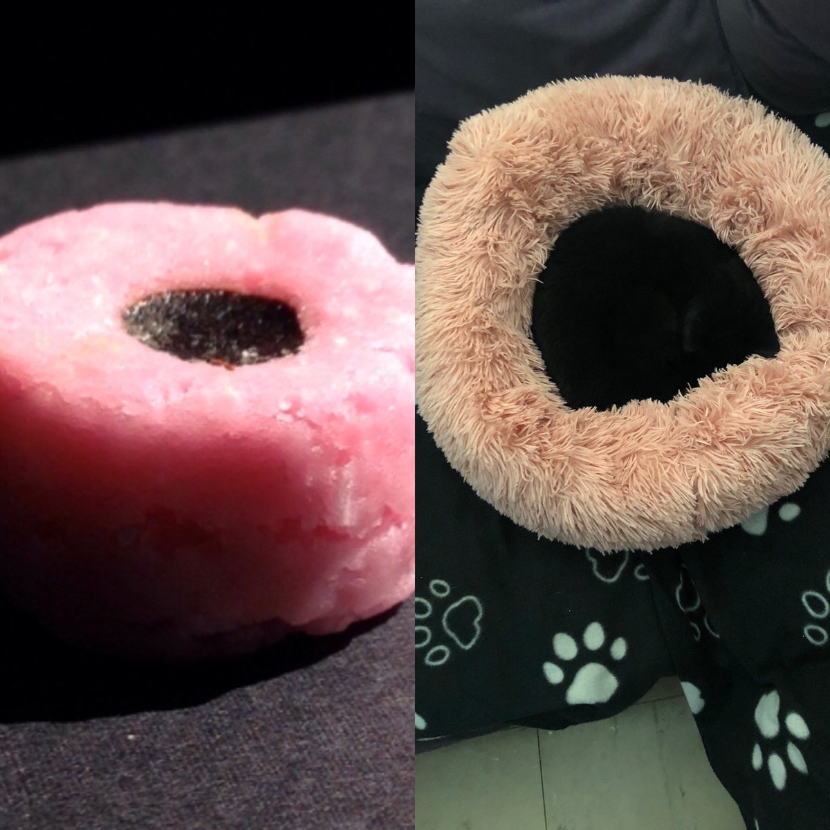 Daisy and a Liquorice Allsort, or is it the other way round 😸😆