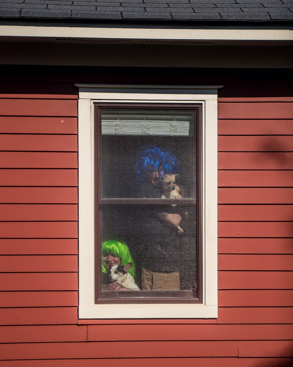NEIGHBORS: DAY 12-On the twelfth day, April and Charlie arrived in the window adorning colorful wigs. The real star of the show was Piper, a foster dog to accompany Olive for a couple weeks. Dogs get lonely too.
