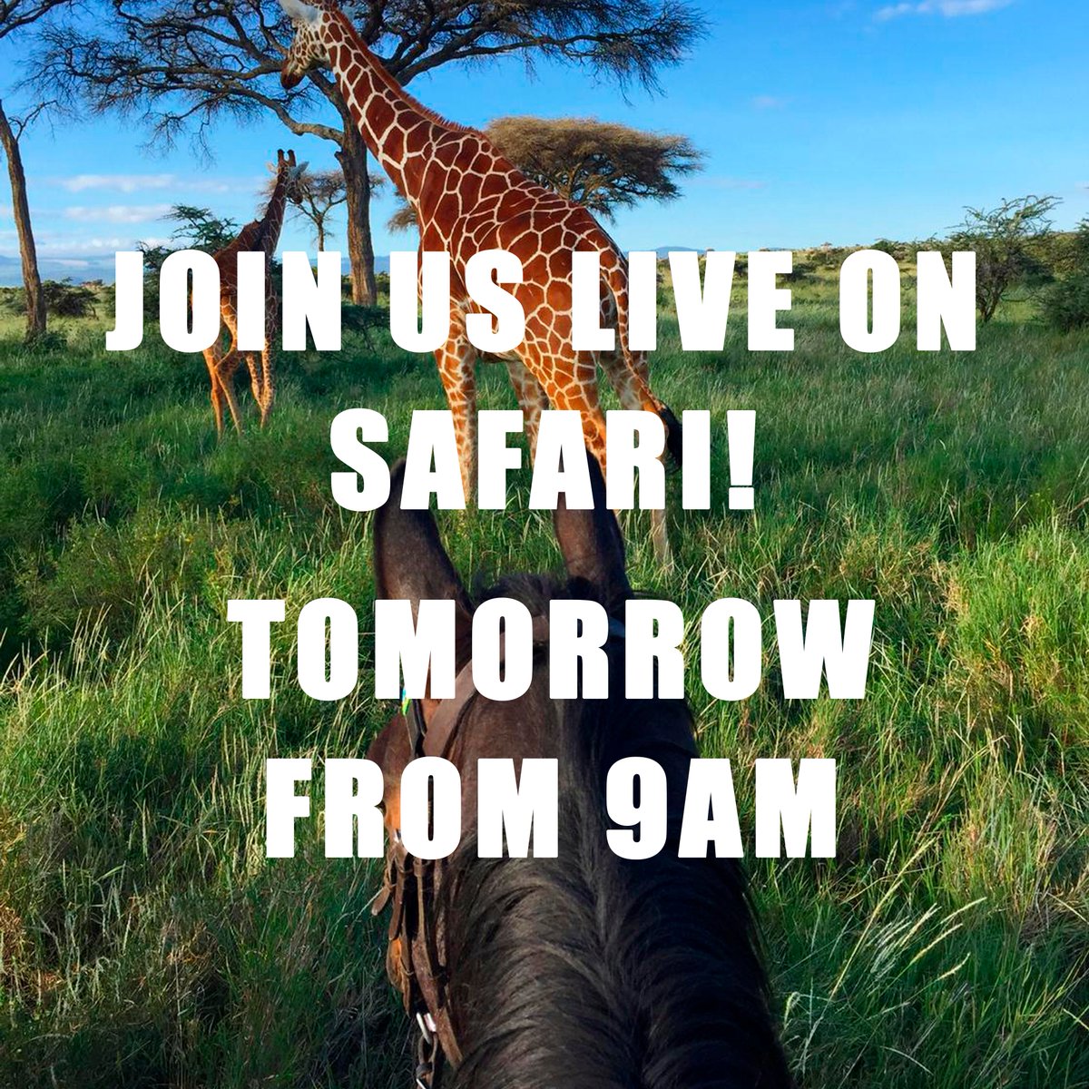 TrueTravel_'s tweet image. Join us on Instagram tomorrow for a day on #safari with live updates and streams all day from the Lewa Wildlife Conservancy! Our friends at Lewa Wilderness will be posting live streams and updates all day, direct from #Kenya instagram.com/trueluxurytrav…