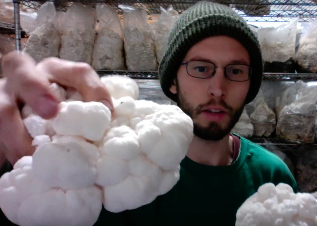 FungiAlly's tweet photo. You can grow the #delicious lion's mane #mushroom at home! This article outlines a few ways of doing it: https://t.co/lgwCymXbqQ
#grow #mushrooms #growing #lionsmanemushroom 
#lionsmane #mushroom #cultivation #fungi #mycelium https://t.co/PNiGpwH4DB