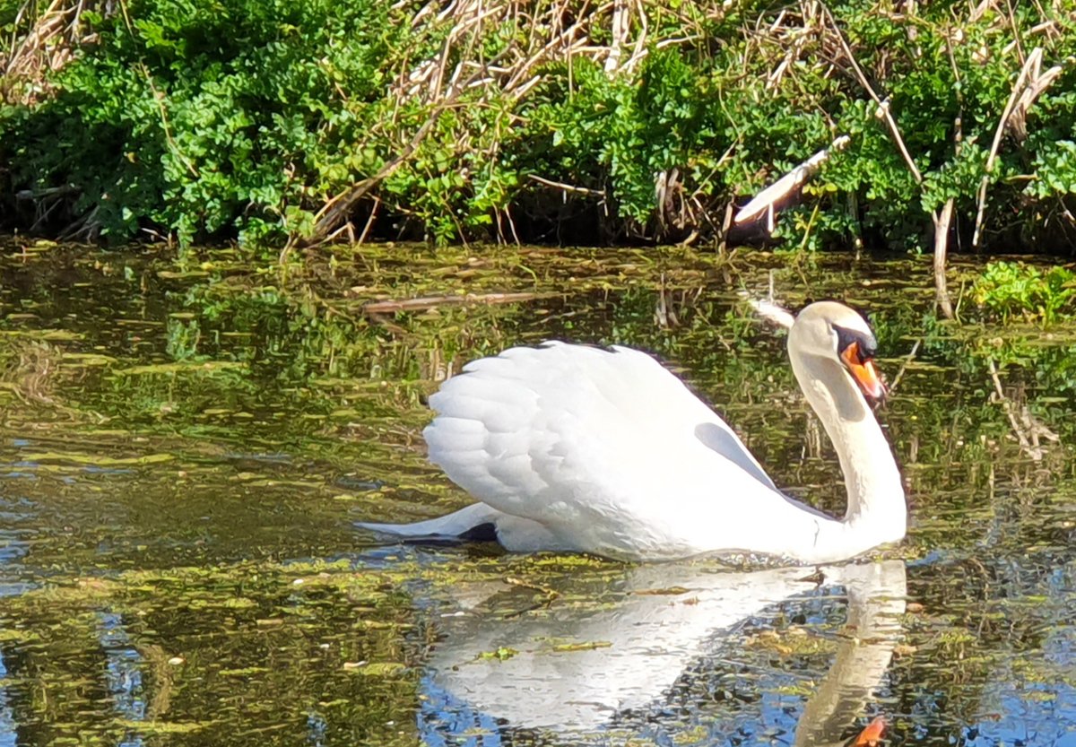 cumbriawildlife's tweet photo. Who has being enjoying the lovely sunny weather we have had recently? Looks like this mute swan has. 

📷 Rob Davies

#signsofspring #spring #wildlife #nature #Cumbria #LakeDistrict 
#cumbriawildlife #joinusfromhome https://t.co/ZSdHCdNJlL