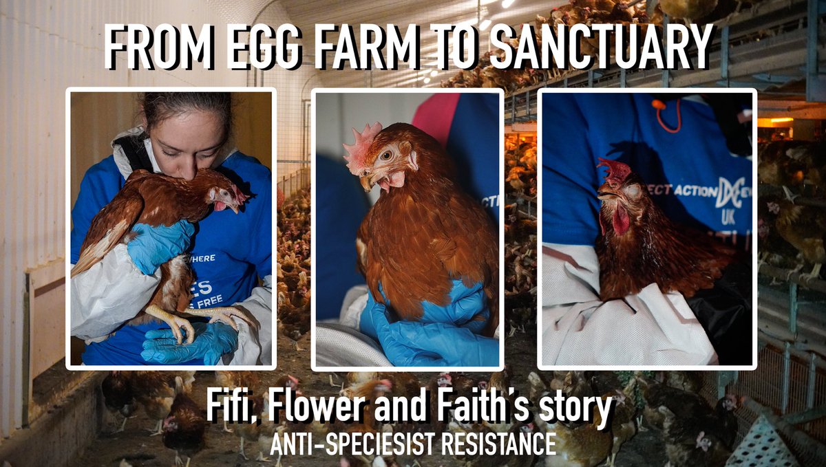ASR_brighton's tweet photo. FARM TO SANCTUARY! 🐔🍂
https://t.co/rQq6qVeep7
Watch where Fifi, Flower and Faith came from and see where they live now... 🌼
#eggs #freerangeeggs #Hoadsfarm #sanctuarylife #meattwenty #britishfarmers #wearestillfarming #EggsForImmunity #eggrecipes https://t.co/baQW59aKu3