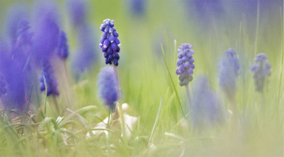 davewright's tweet photo. On the ground level: Grape Hyacinth https://t.co/jwNkYeXElN