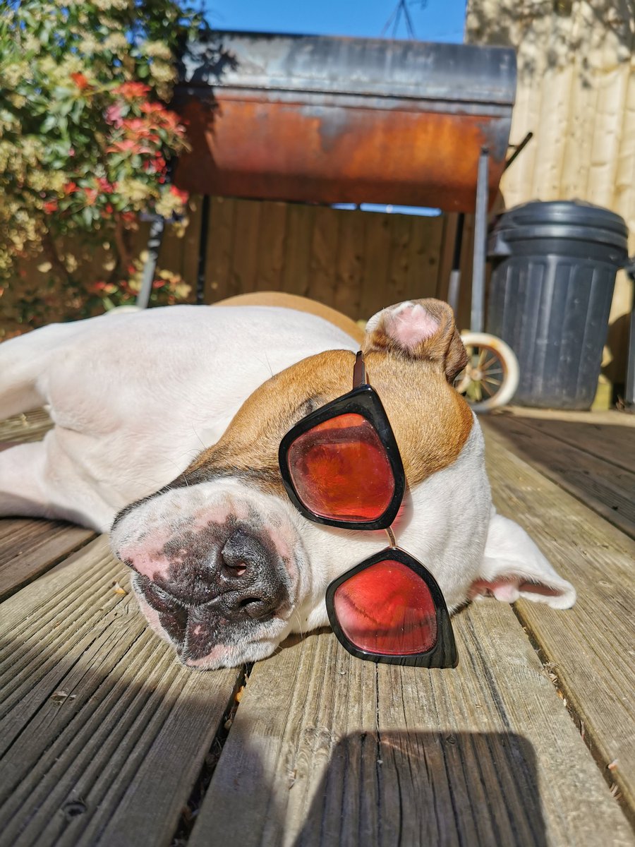 BulldogMilton's tweet photo. @NetflixFilm Milton lives in England! https://t.co/J6KGFRSVeJ