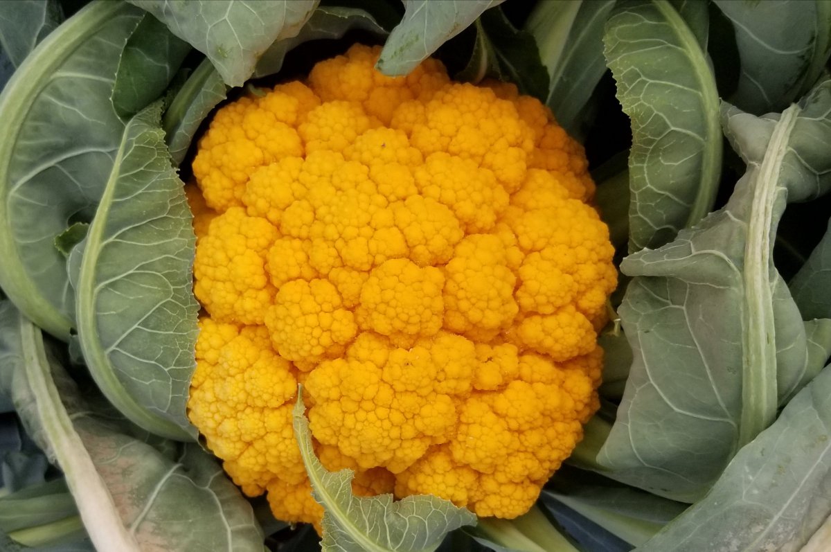 SEEDWAY_LLC's tweet image. Oh my darlin’, Clementine! If you are looking to add vibrant color to your product mix this season, look no further than SEEDWAY’s new cauliflower Clementine. Clementine brings a whole new level of eye-popping color to your cauliflower mix! See for yourself! #featureproductfriday