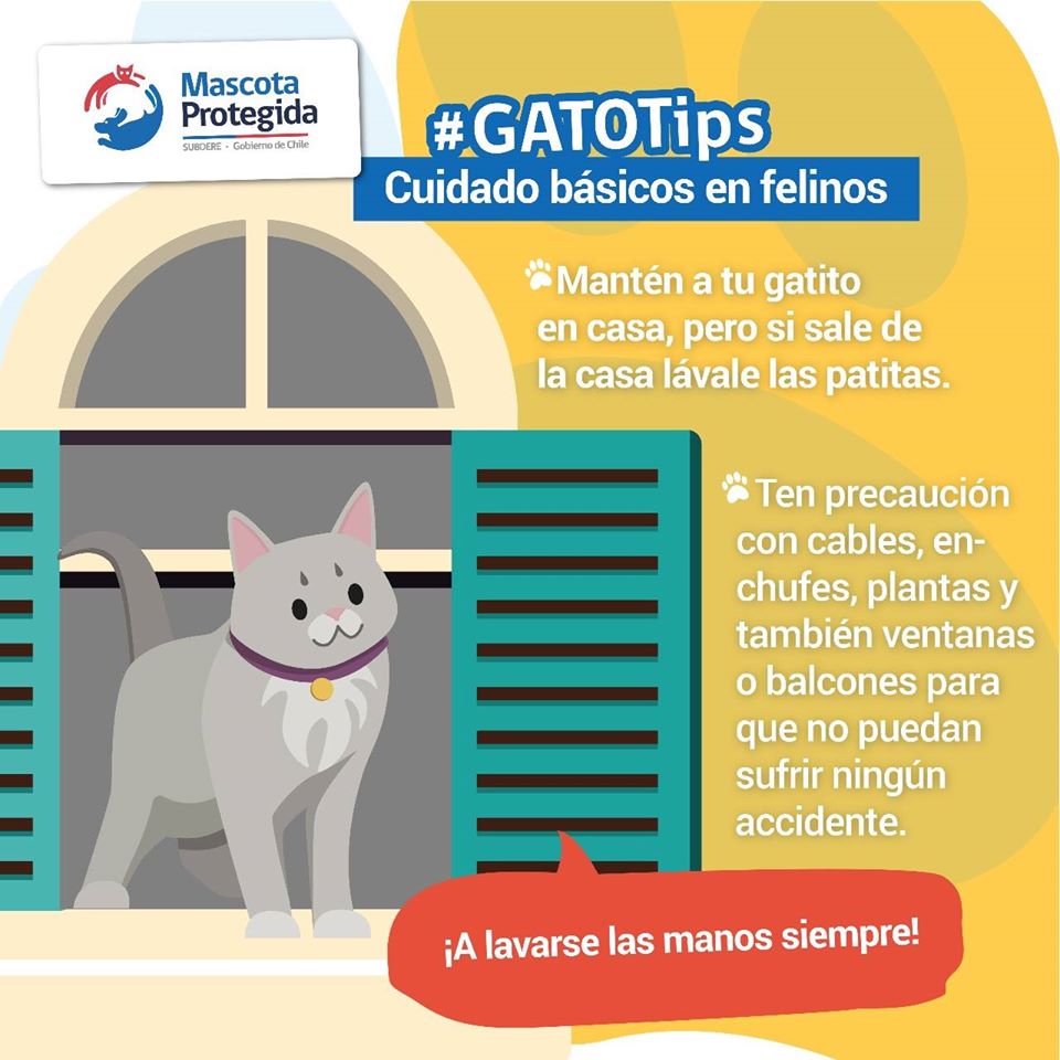 Gob_Copiapo's tweet photo. Que tu gato crezca sano y feliz, ¡es tu responsabilidad! Es por eso que #MascotaProtegida te entrega estos #Gatotips🐱🐈 para su cuidado, ¡tratémoslos con amor❤️! https://t.co/uAU5g8AODx