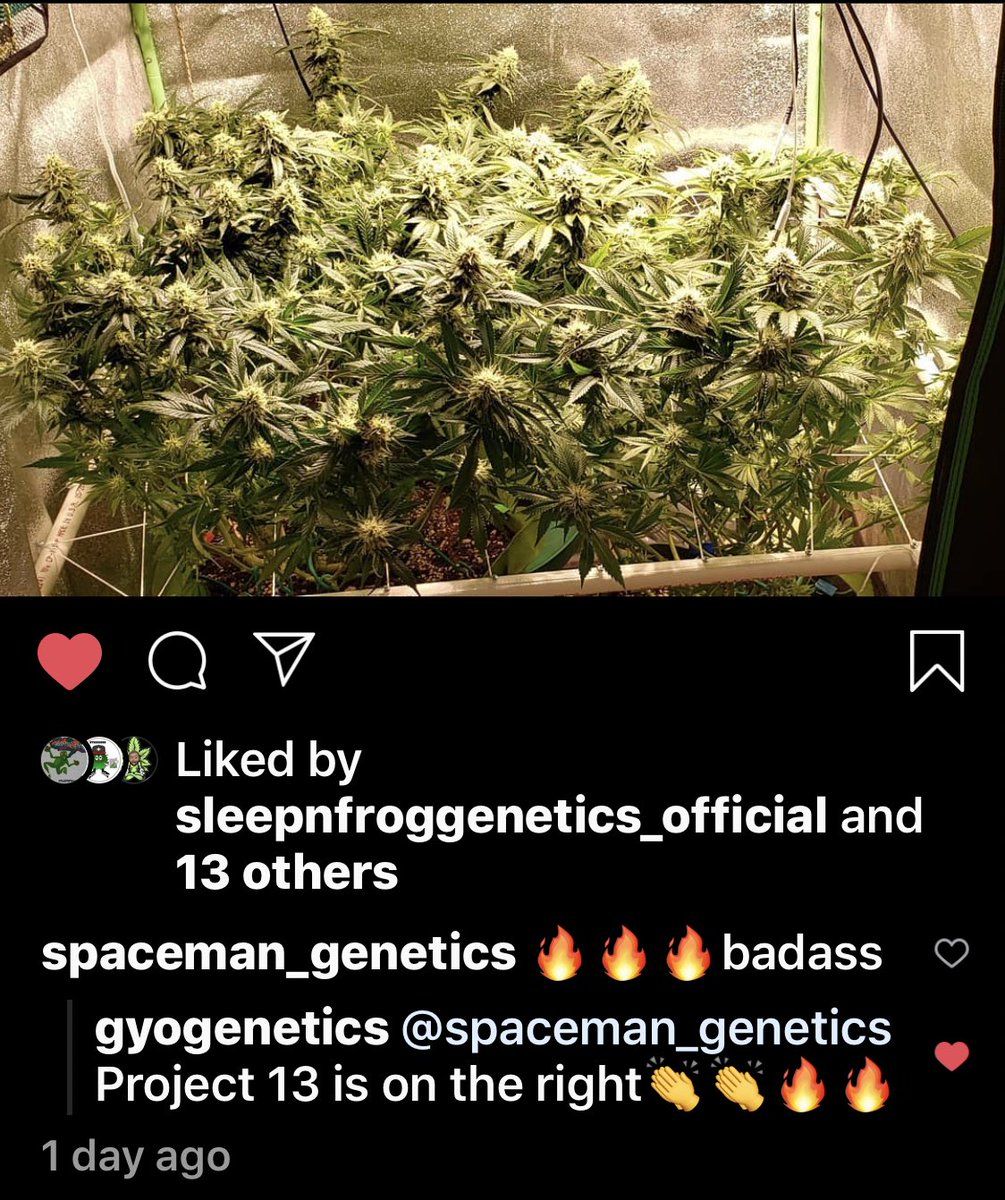 Umbra_TheMonk's tweet photo. Keep sleeping on my shit if you want! 🥴🥴 

#OnMySpaceManShit #JustKeepDoingIt #BanginBuds #GYOGenetics #SpaceManGenes https://t.co/NEVYJrLqDY