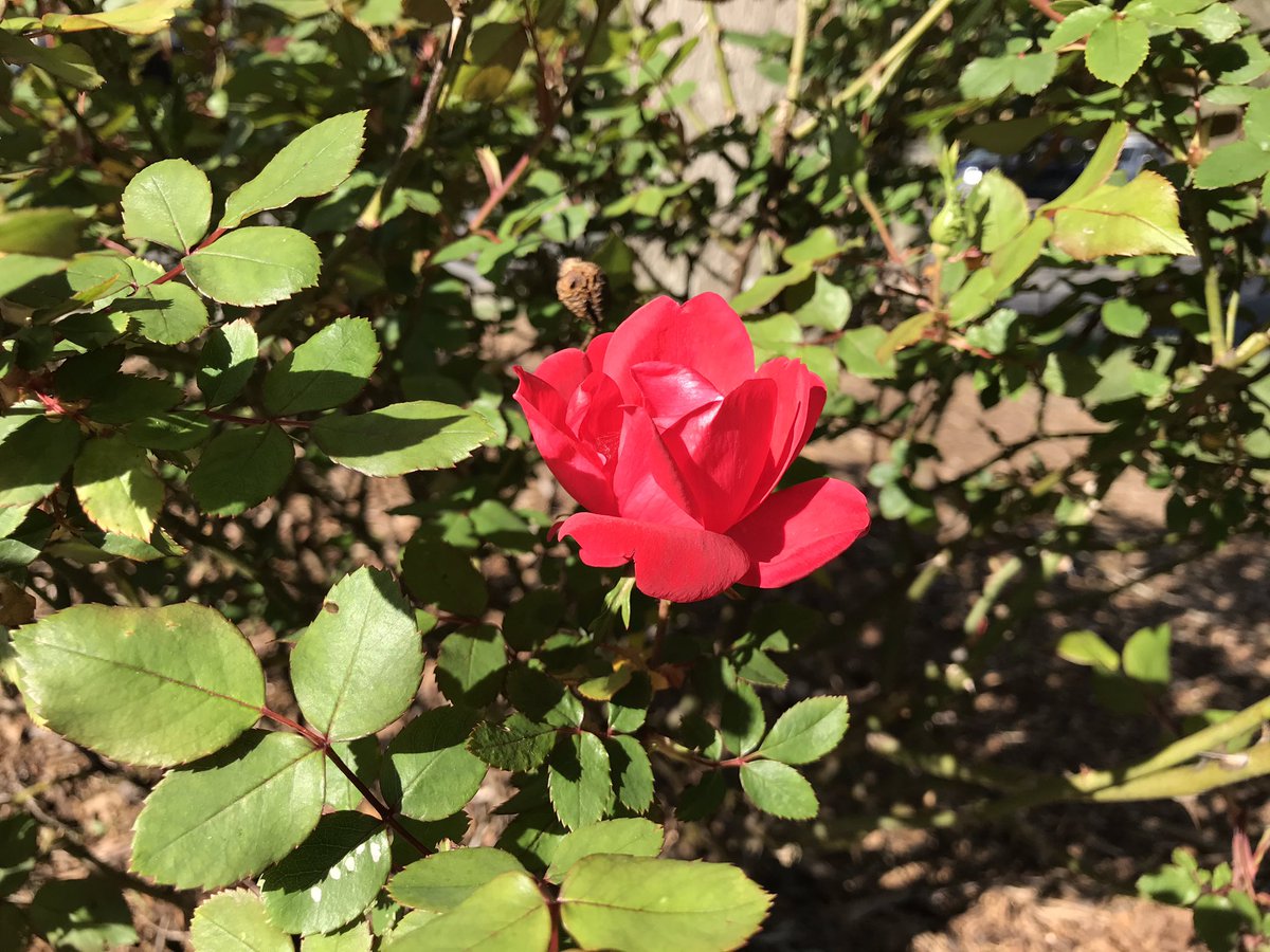First blossom from our three Knock Out variety rose bushes. <a href="/WLOS_13/">WLOS</a> #spring
