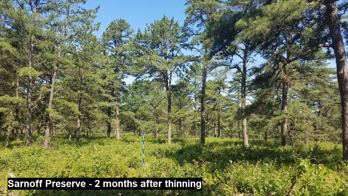 NYSDEC's tweet photo. DEC’s #ForestHealth team continues to see success in improving the health of the #LongIslandPineBarrens! The crew has been thinning the forest to stop the spread of #southernpinebeetle &amp; prepping this fire-dependent ecosystem for low-intensity prescribed fires. #ForestFriday https://t.co/7oCrJSIB7M