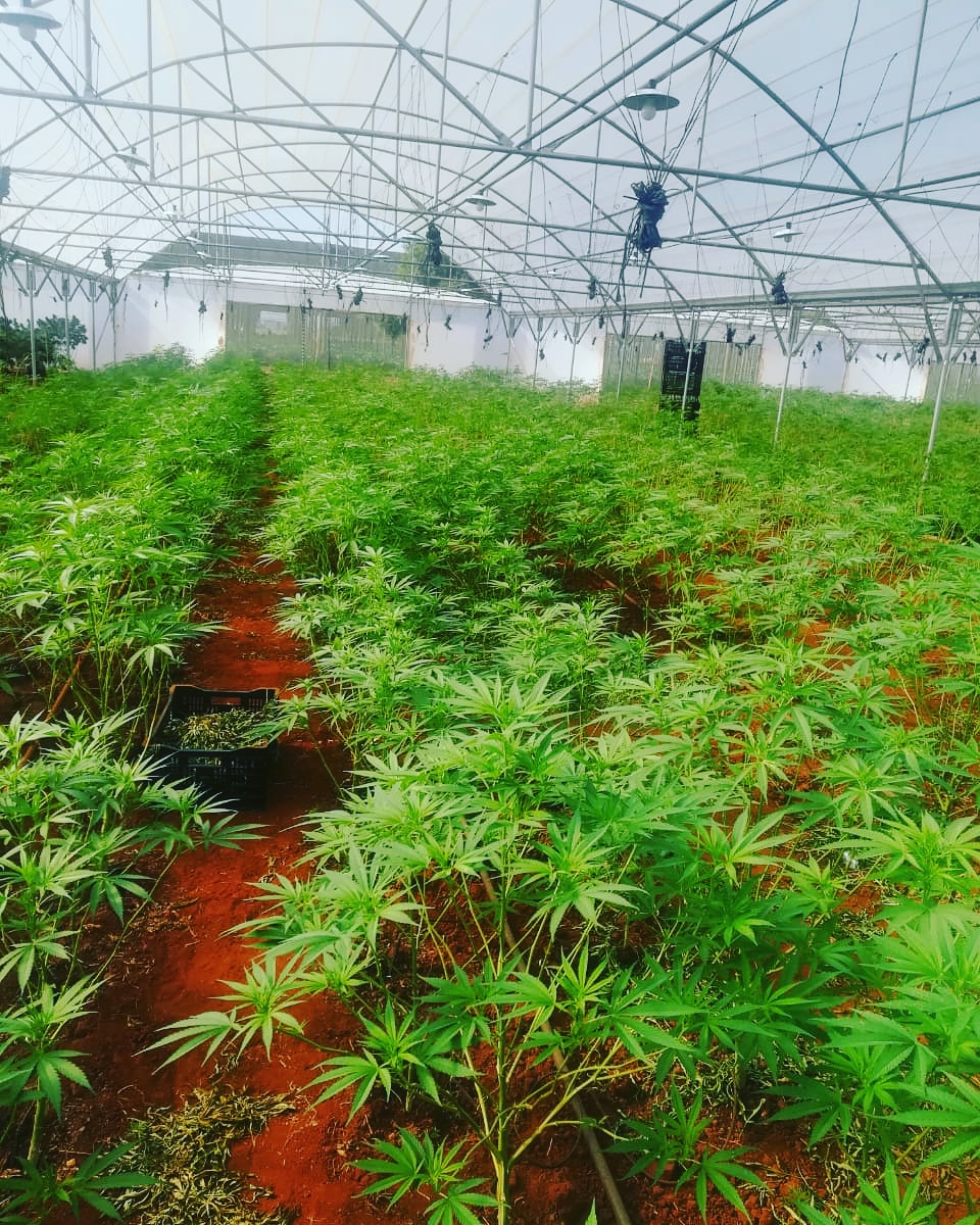 CannabisUhuru's tweet photo. Uhuru Cannabis: Creating A Permanent State Of Wealth.
We provide these services:
- Cannabis Permits and Licenses. 
- Give Training In Cannabis Farming &amp; Certify Learners Through AgriSeta Cannabis Accredited College
#CreatingPermanentStateOfWealth https://t.co/btvT443pt2