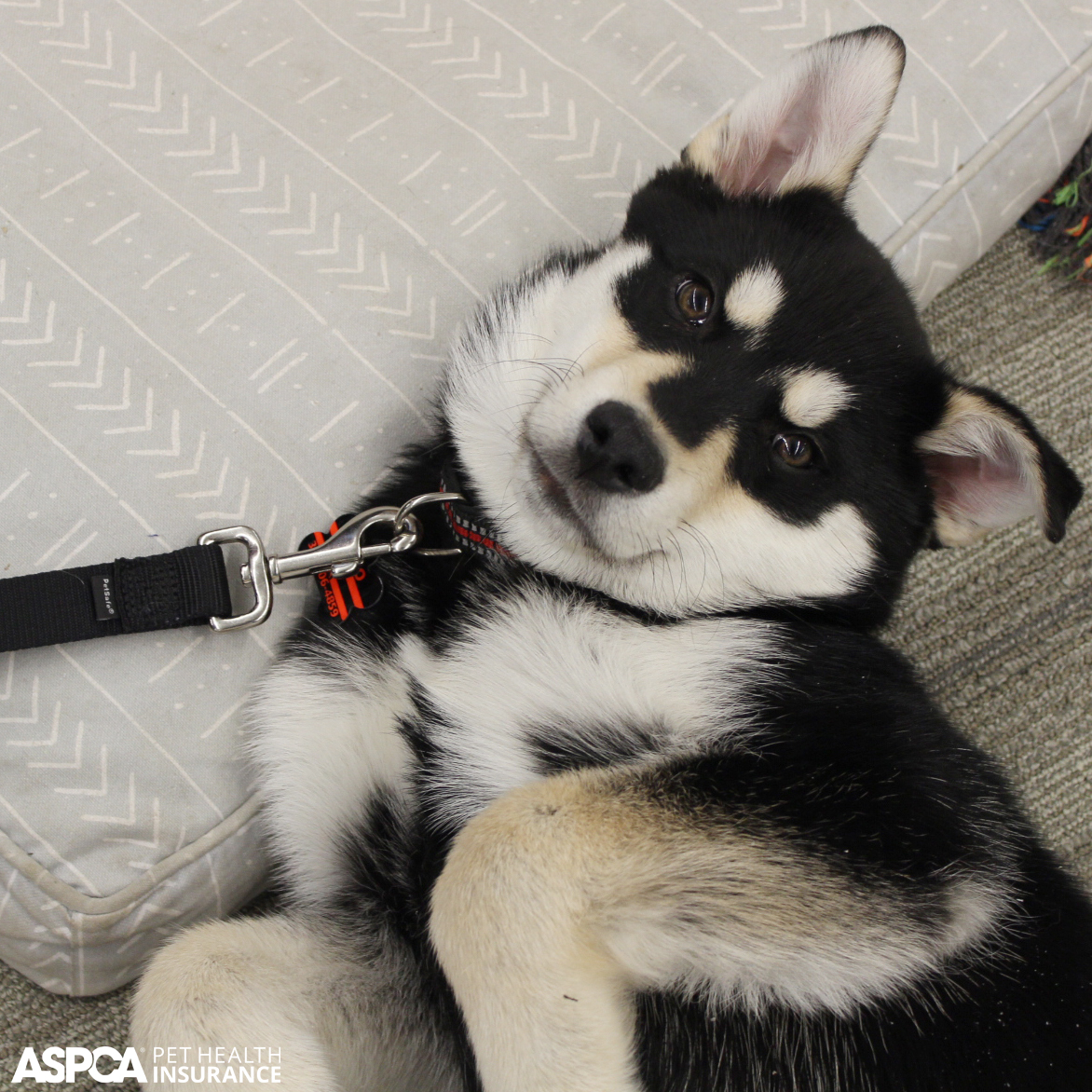 Aspca Pet Insurance Did Someone Say Belly Rubs Officedog Petinsurance Aspca Pet Insurance Did Someone Say Belly Rubs Officedog Petinsurance