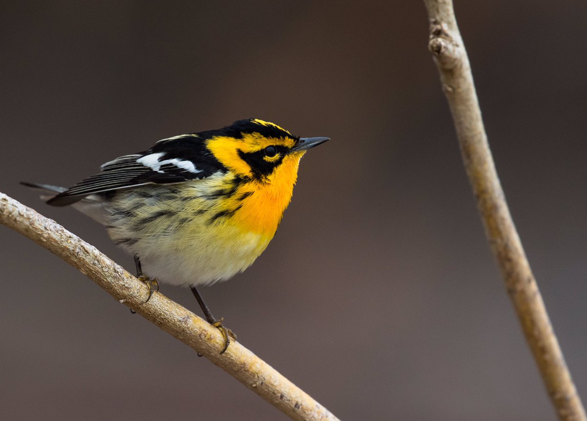 Spring approaching is making me stir crazy! Soon, gorgeous warblers like this Blackburnian Warbler will decorate the trees like ornaments. I can’t wait!