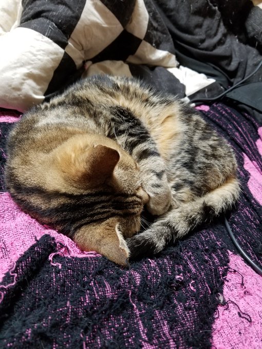 アニマルセラピーのtwitterイラスト検索結果 古い順