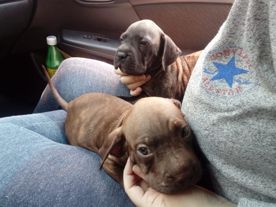 kss3's tweet photo. Esta es la perrita, porfavor si alguien sabe algo aviseme, me la robaron frente a mi casa en loarque, porfavor den rt a esto 😭 la bebe tiene un mes apenas https://t.co/kCaZixoADu