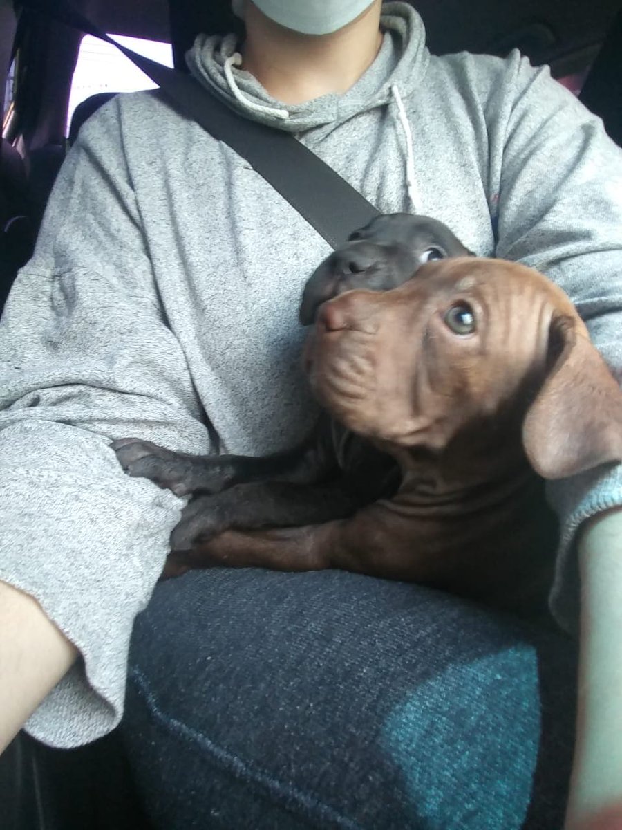 kss3's tweet photo. Esta es la perrita, porfavor si alguien sabe algo aviseme, me la robaron frente a mi casa en loarque, porfavor den rt a esto 😭 la bebe tiene un mes apenas https://t.co/kCaZixoADu