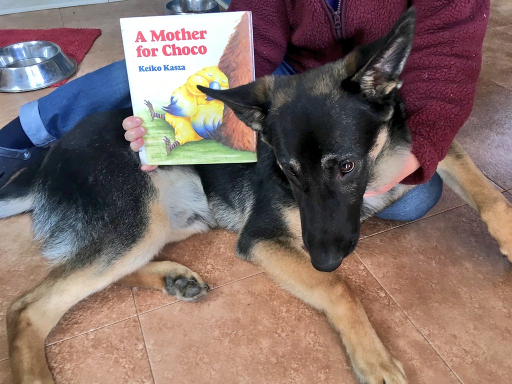 APLDeborahK's tweet photo. Today's edition of Ms. Cindy and Teddy read together features A MOTHER FOR CHOCO by Keiko Kasza. Find out what happens when Choco sets off to find his mom. Beautiful message that families come in all shapes and sizes. #APLReads https://t.co/U6kZ4MMTXH