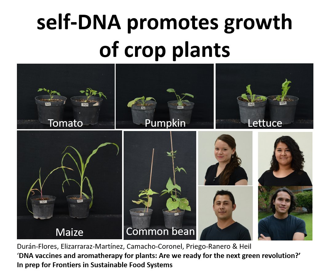 Martinplantecol's tweet photo. Almost ready to submit! @FrontiersIn
#eDNA #selfDNA #biocontrol #biologicalcontrol
work done @ge_cinvestav @CinvestavIra
https://t.co/9J9n3Ibh4w https://t.co/zCpPltneyF