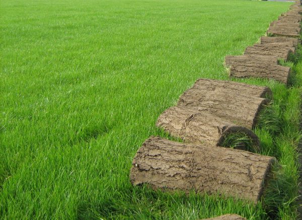 Rulo Çim nasıl Yetiştirilir? 
Uygulayıcı bir firmadan rulo çim hizmeti almak yerine kendiniz çim yetiştirmeyi istiyorsanız bilmeniz gereken pek çok nokta bulunur.
yigitcevre.com/rulo-cim-nasil…
#ruloçim #ruloçimekimi #ruloçimbakımı #drenaj #sulamasistemi #yiğitçevre #çimtohumu