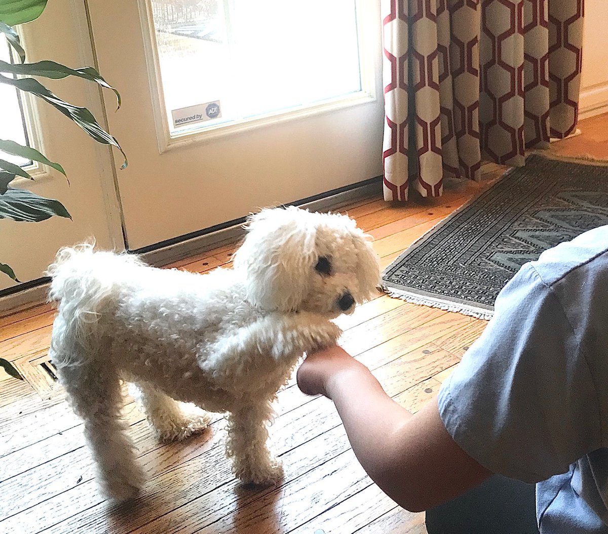 (4/5) She was teaching the dog to fist bump and it worked. I’m pretty sure she loves dogs more than people. This dog is her first dog and, well, the extra time together has been the silver lining.