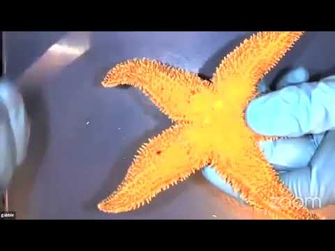 azsciencecenter's tweet photo. Join us for an underwater adventure as we learn about the sea star! Take a look at sea star anatomy as we embark on a real dissection!
https://t.co/cXzwJDfKUr
#azsciencecenter #virtuallearning #TheArizonaWay #NeverStopWondering #NeverStopImagining https://t.co/BtiUAtRK9g