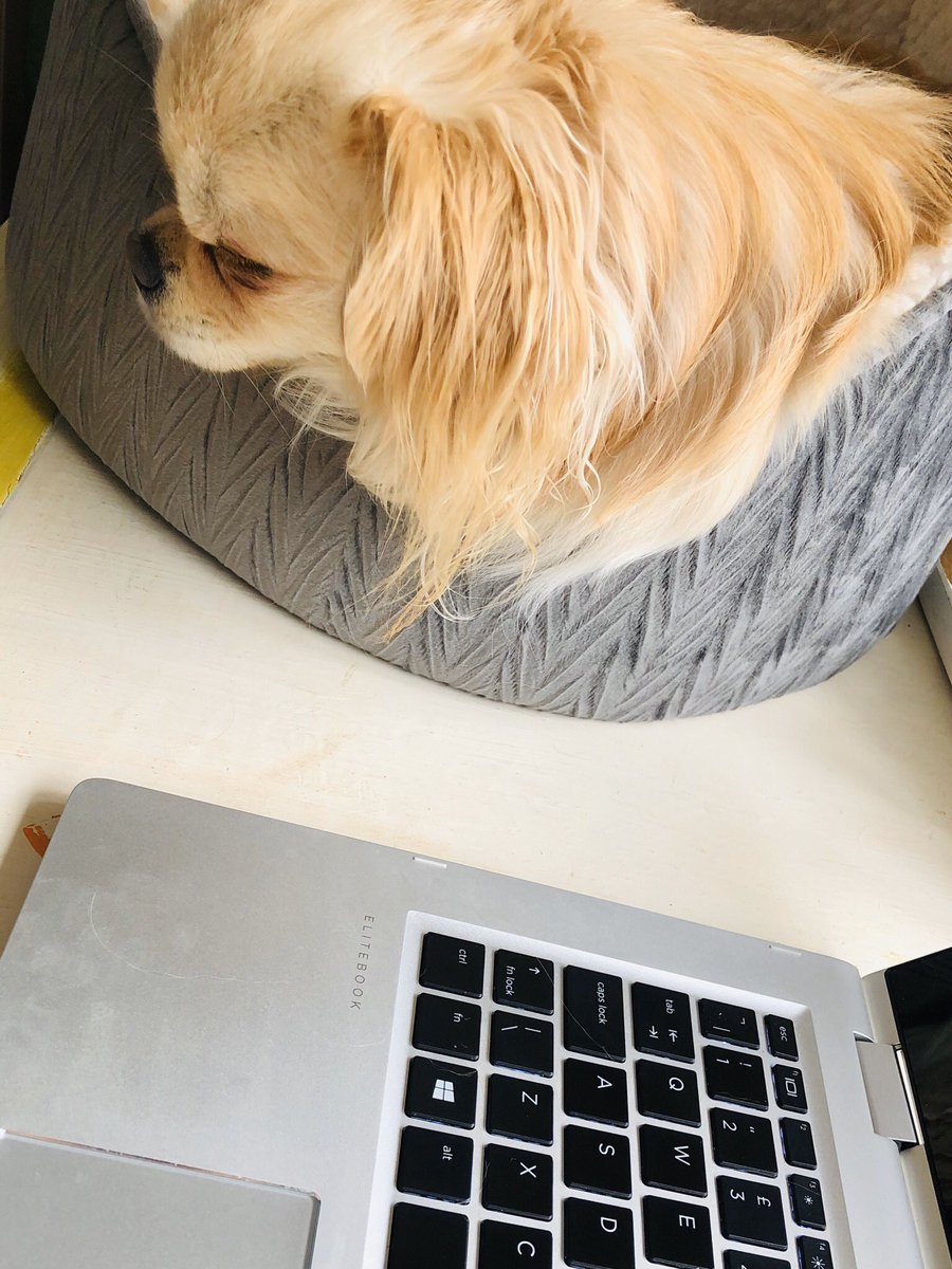 lilcoitykitchen's tweet photo. Also so grateful for my little pal being by my side all day. Everyone on a teleconference with me must think I make weird noises but it’s usually Rocky snoring, snorting, huffing & occasionally barking at cats & squirrels out the window #laptopbuddy #workbuddy #furfamily https://t.co/WvB98NYMUe