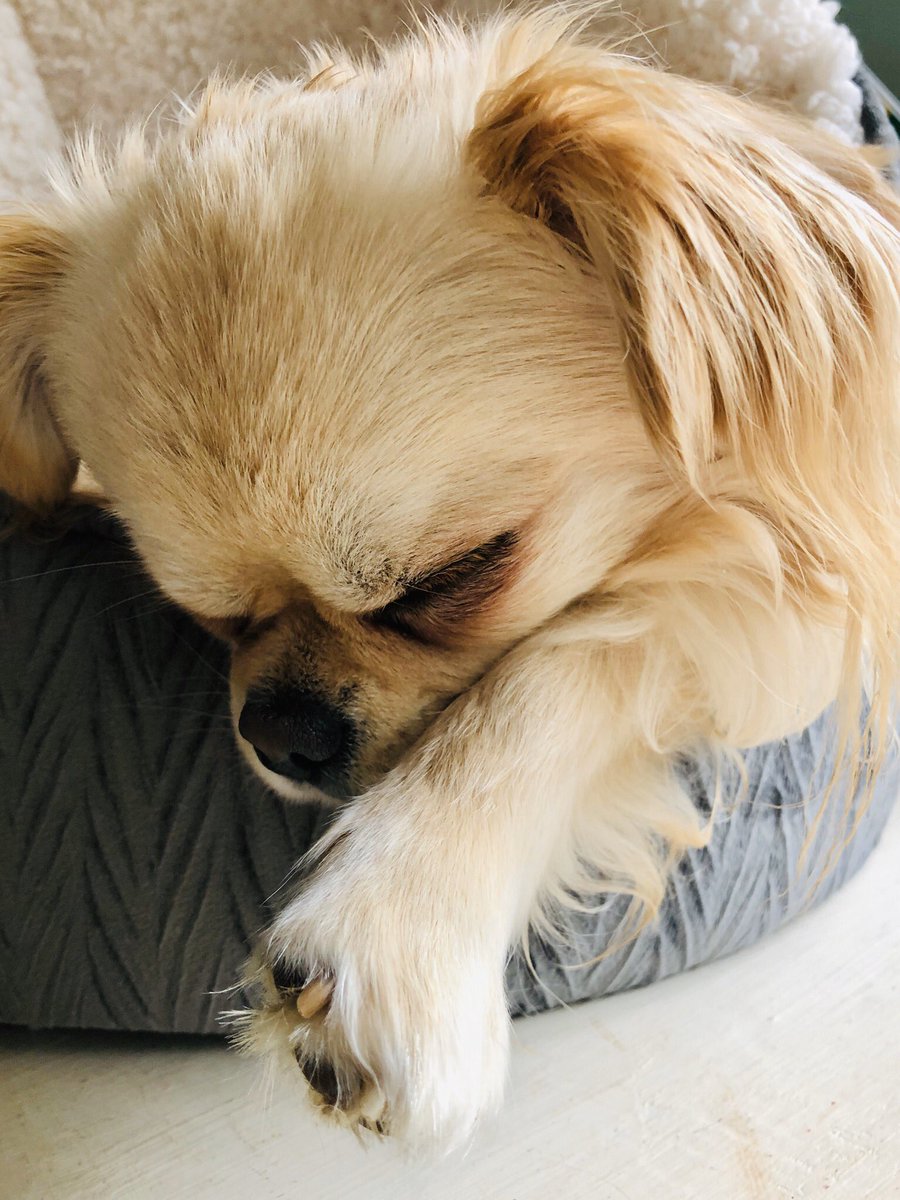 lilcoitykitchen's tweet photo. Also so grateful for my little pal being by my side all day. Everyone on a teleconference with me must think I make weird noises but it’s usually Rocky snoring, snorting, huffing & occasionally barking at cats & squirrels out the window #laptopbuddy #workbuddy #furfamily https://t.co/WvB98NYMUe