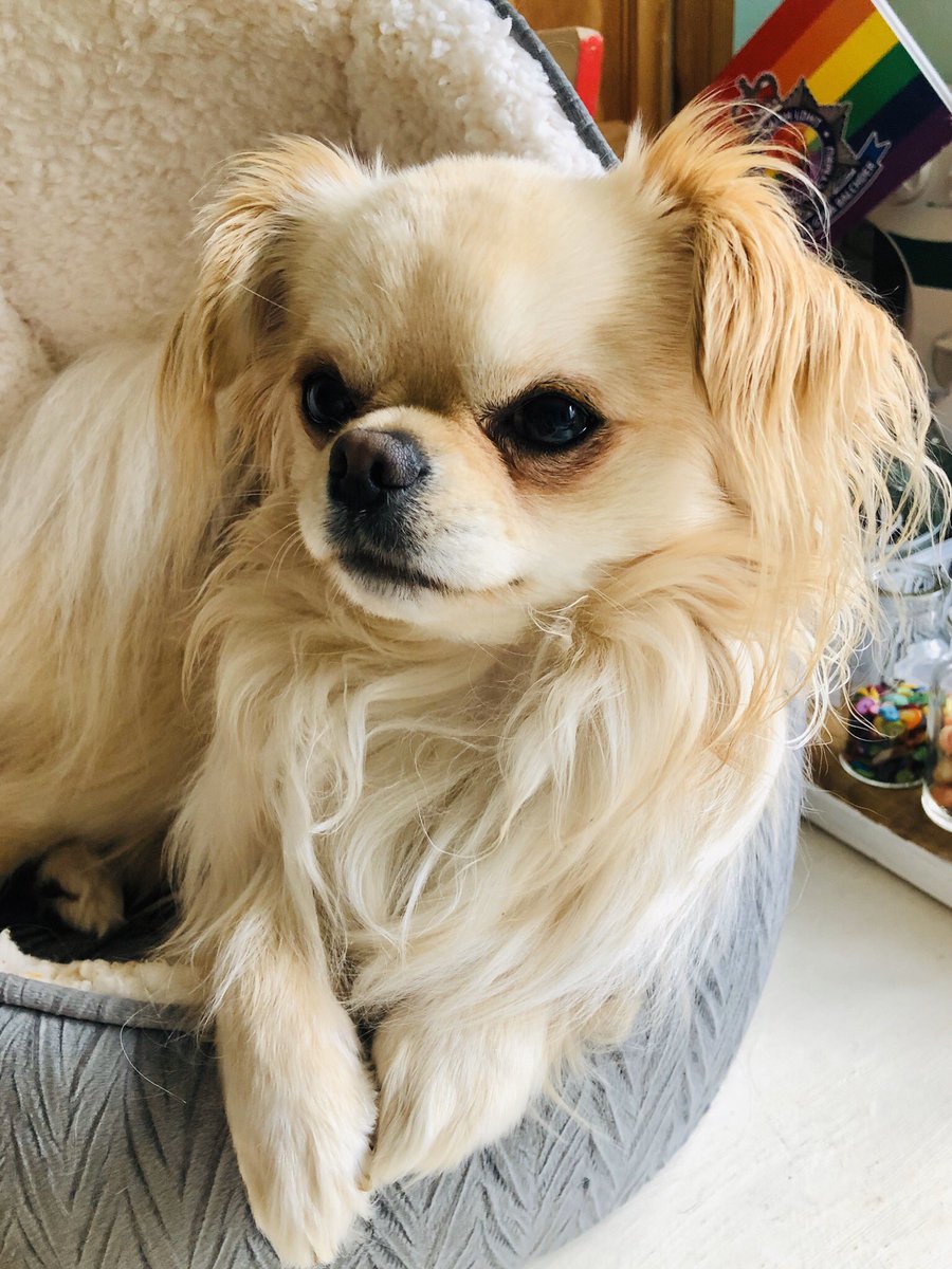 lilcoitykitchen's tweet photo. Also so grateful for my little pal being by my side all day. Everyone on a teleconference with me must think I make weird noises but it’s usually Rocky snoring, snorting, huffing & occasionally barking at cats & squirrels out the window #laptopbuddy #workbuddy #furfamily https://t.co/WvB98NYMUe