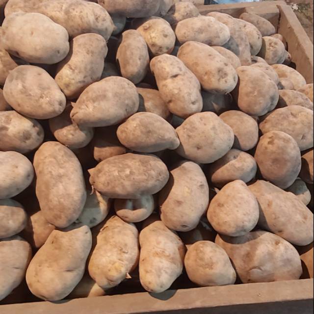 akhirrambe's tweet photo. Saya menjual Kentang dieng seharga Rp6.000. Dapatkan produk ini hanya di Shopee! https://t.co/uQTWxZCzcR #ShopeeID https://t.co/evASiodLFZ