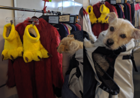 LynPaolo's tweet photo. It’s always nice when I can teach others about my work. This particular visitor seemed more interested in what kind of bird has feet that big.
#bigbirdcinderella #gocardinals #preprallyahead #costumedesign #mascot #littlefireseverywhere #Hulu #Simpsonstreet #HelloSunshine https://t.co/1JXdLpAAuz