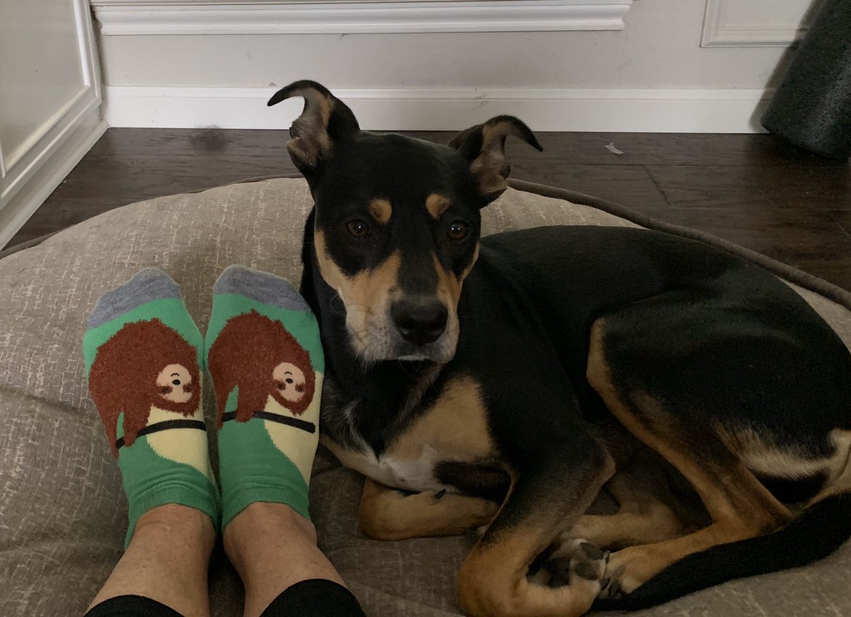 Celebrating #freakyfriday with my favorite sloth socks and puppy!!! Socks were a gift from another fave <a href="/amydramamom/">Amy Yakubovsky</a> she spoils me with sloth stuff!❤️#TGIF #eastbroncos