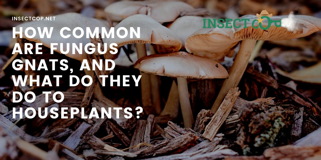 InsectCop's tweet photo. How common are Fungus Gnats in the houseplants? And what exactly do they do to them? 🤔 Find in the link BELOW! 🤩 👇
#InsectCop #fungus #gnats #houseplants
https://t.co/O0sCxbDtTl https://t.co/qKJfeqmUra