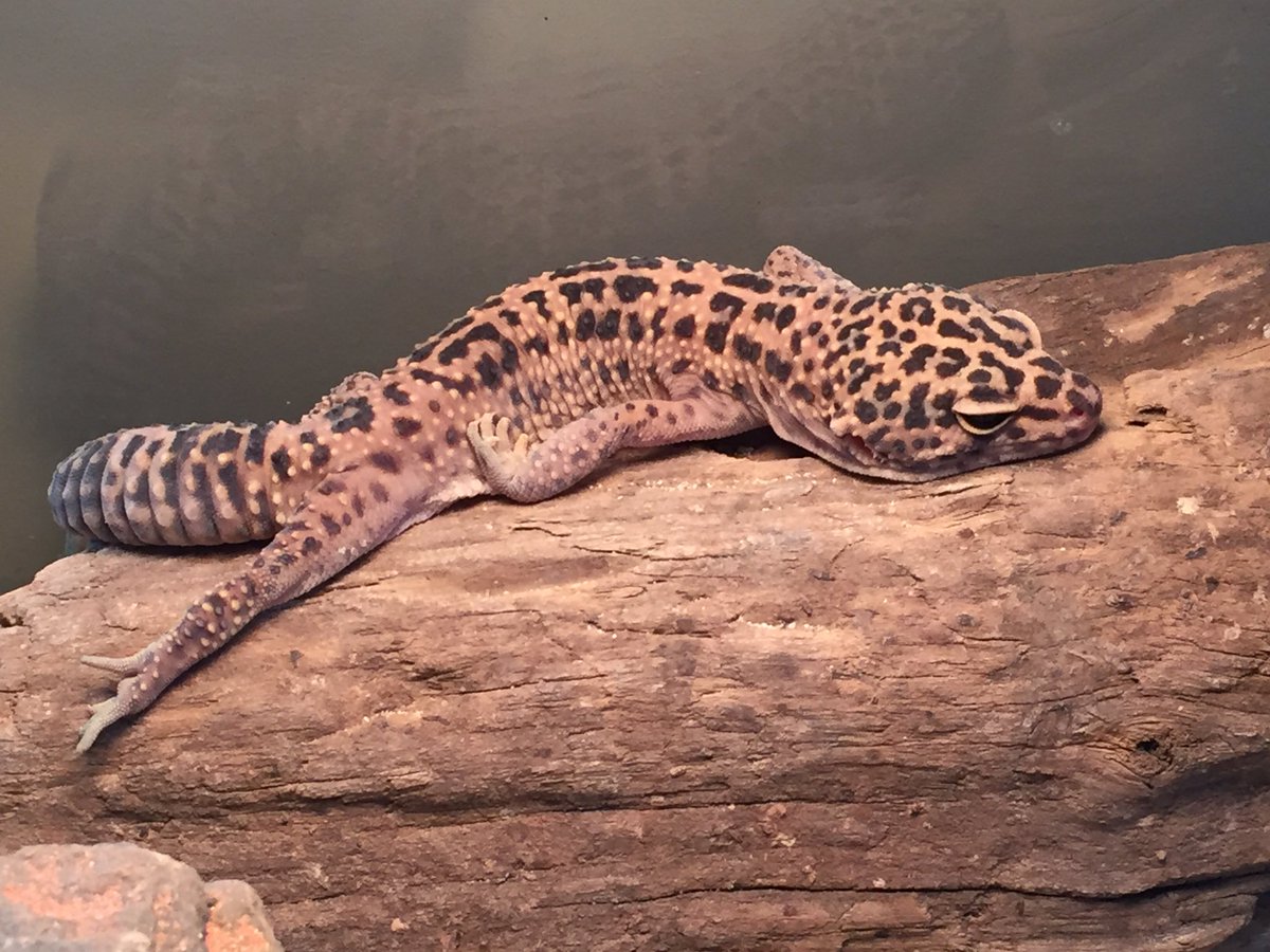 eusocialmeg's tweet photo. How is it fair I have to work while this lazyboi gets to lay around looking like this? #phdlife #lazylizard #leopardgecko https://t.co/GT1rD6BNz9
