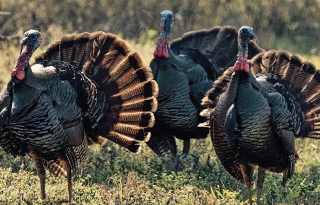 GobblersChoice_'s tweet photo. 3 more sunrises 🦃🦃🦃 https://t.co/7ccH5mcRnX