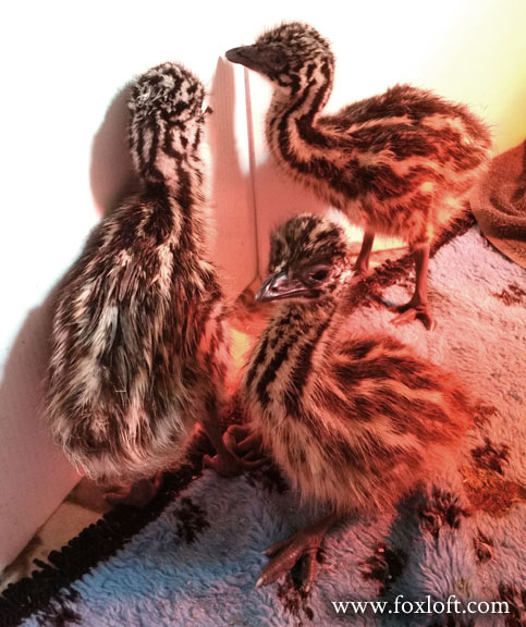 foxfeather's tweet photo. Baby emu stream is back live! Emu-eye view of the chicks that just hatched, already up and walking, and one egg about to hatch https://t.co/YsggjNaOeV
@TwitchSharing
 @Twitch

#twitch #birdstream https://t.co/ECYs9X99pK
