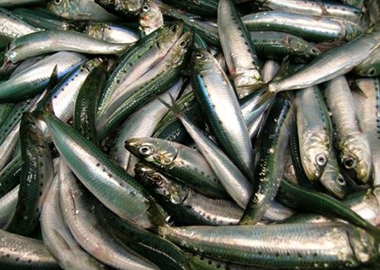 WildOceansOrg's tweet image. Here's our take on the continued decline in Pacific sardine population and what managers can do to prevent such severe fluctuations in the future. wildoceans.org/Kick-em-while-…