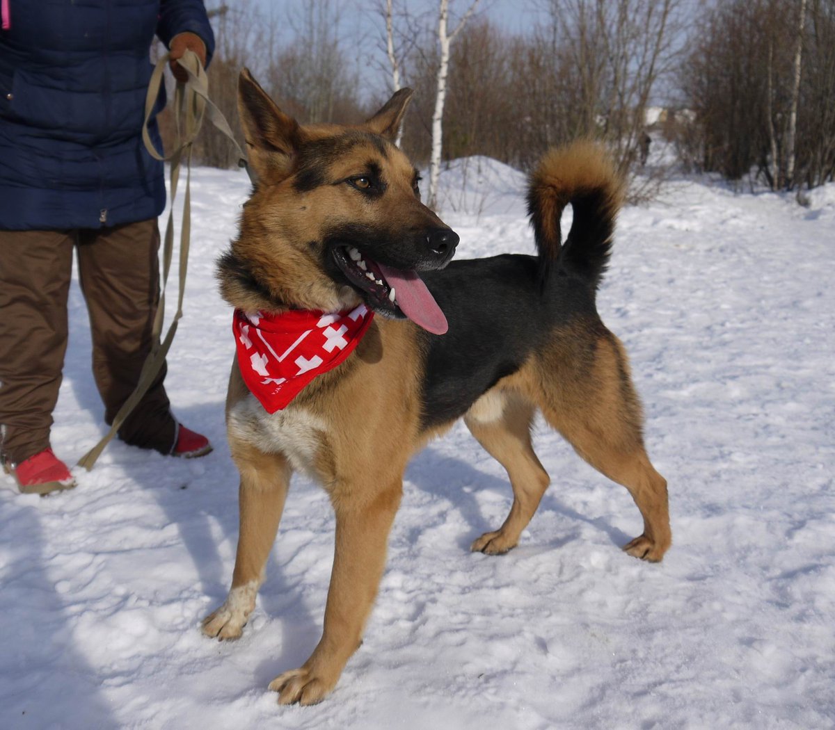 ekbdogs's tweet photo. Марсик - покоритель волонтерских сердец! 💞🐕🏃‍♀ https://t.co/4UrhAOqRBu https://t.co/Sqnd3xHIXG