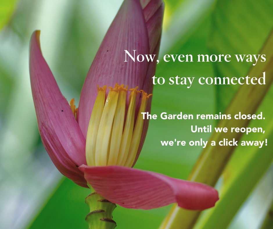 NaplesBotanical's tweet photo. While we can't be together in the Garden, we are more connected than ever before! Starting #EarthDay, become a citizen scientist as we launch #projectstayplanted using the @iNaturalist app. Collect data that is shared with researchers! https://t.co/o8zl62S3Wn #stayplanted https://t.co/sMeThM7bA6