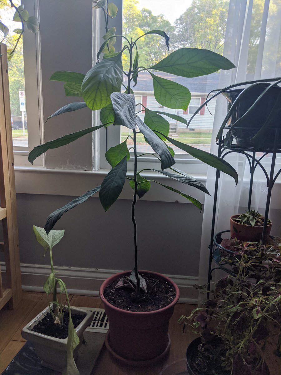 My baby avocado tree before and after I water it is a visual representation  of my mood before and after I eat a snack, image size:900x1200