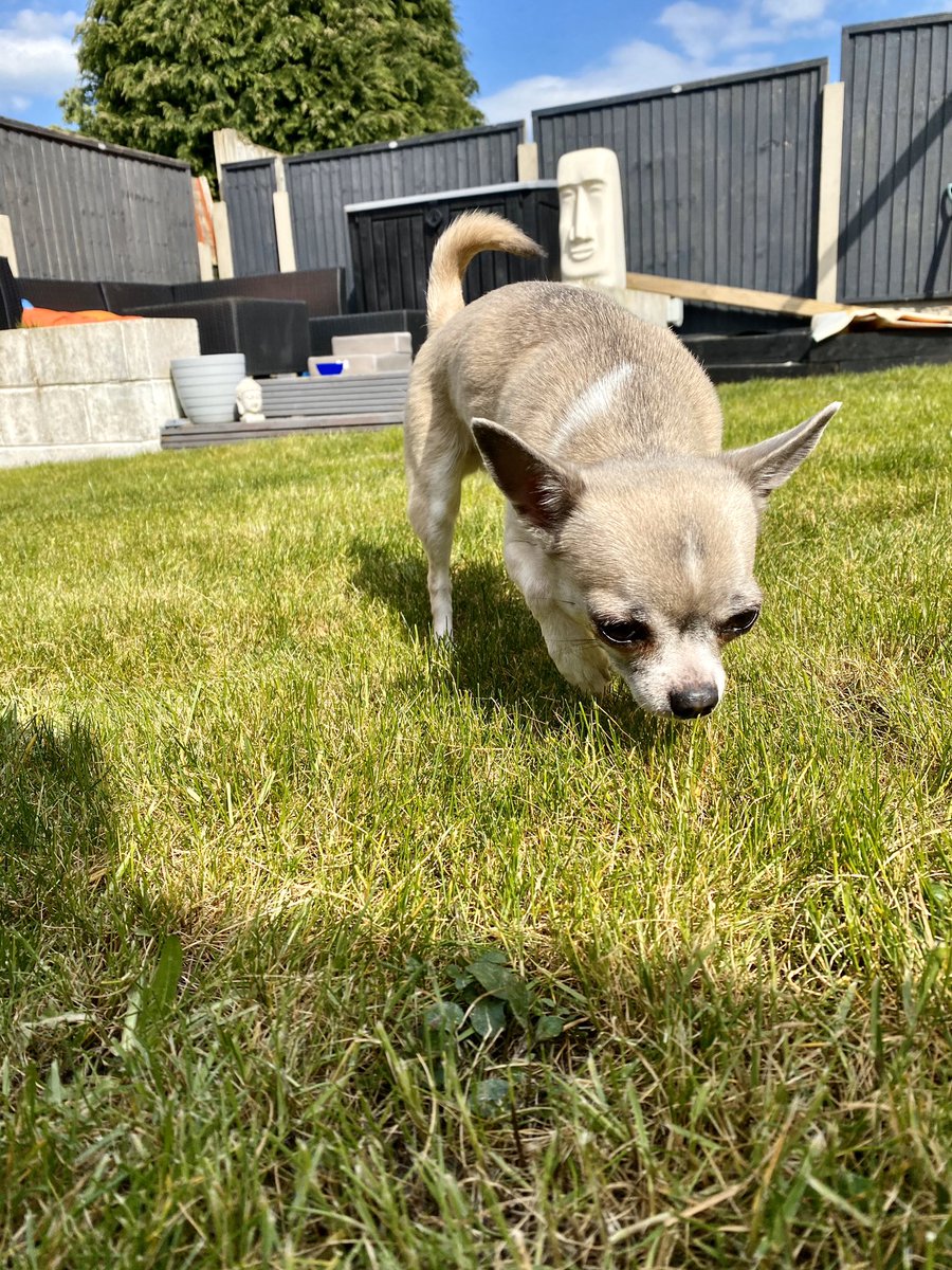 _MinnieC's tweet photo. @OwainWynEvans  my Chihuahua’s Zac and Esme 💓 https://t.co/XlM4sYB3It