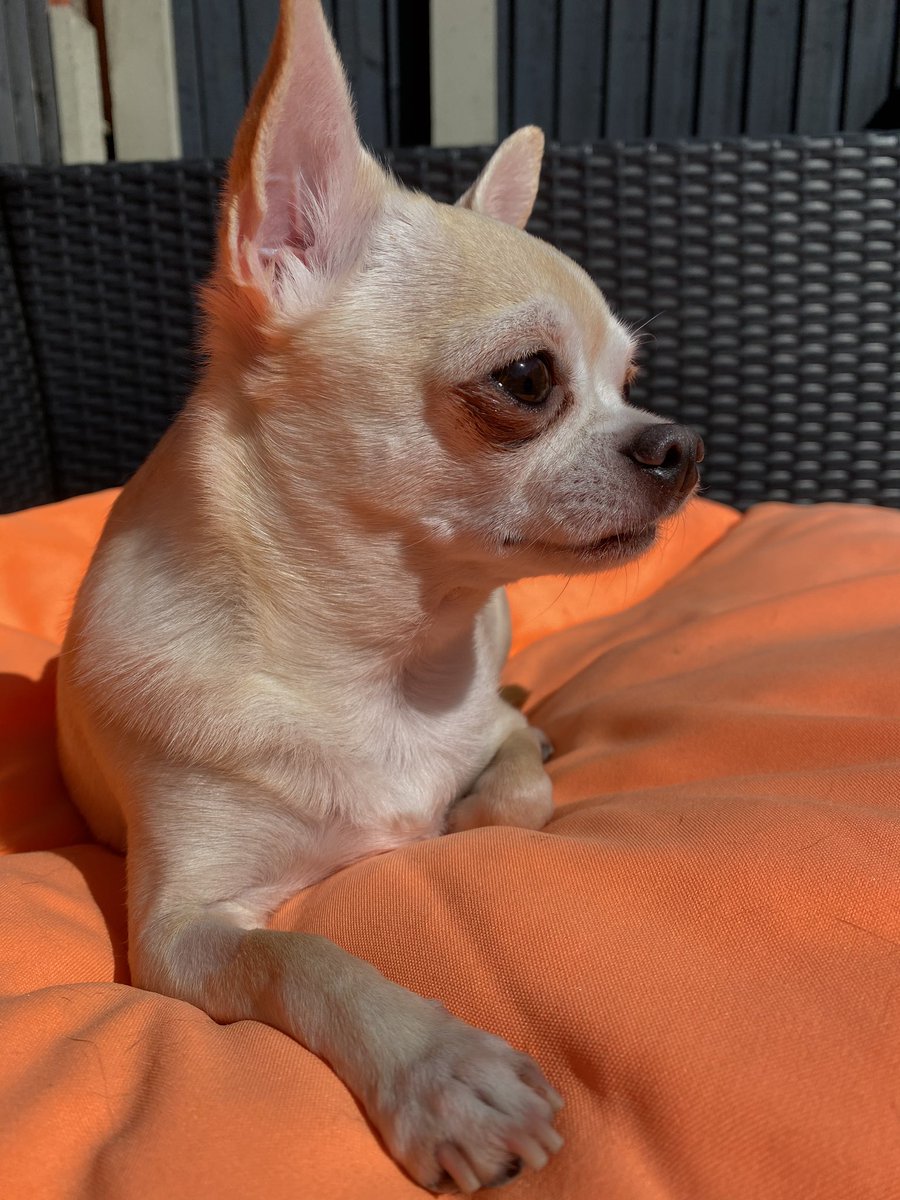 _MinnieC's tweet photo. @OwainWynEvans Bella &amp; Minnie  💖 https://t.co/svB8wNdJuE