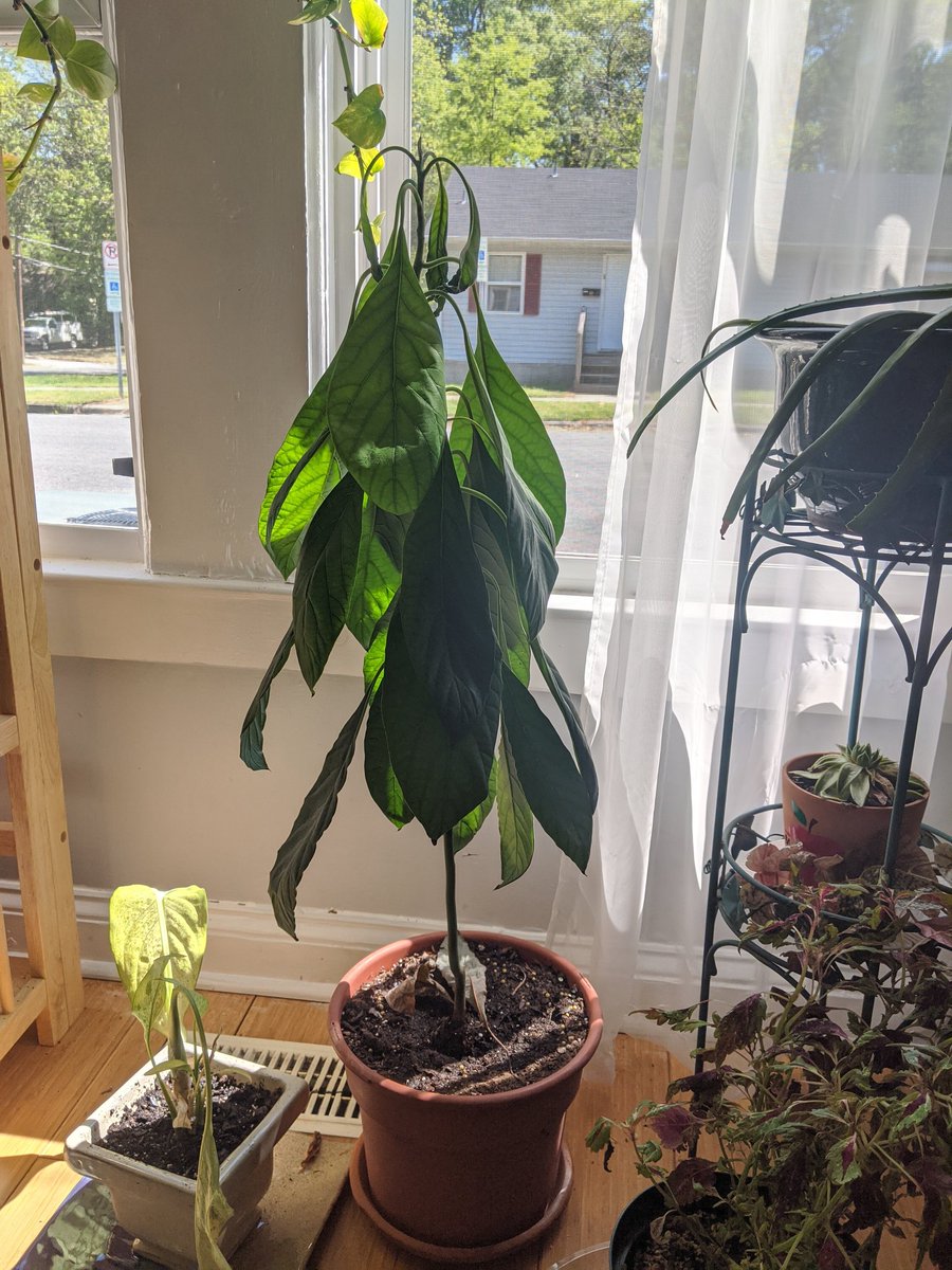 My baby avocado tree before and after I water it is a visual representation  of my mood before and after I eat a snack, image size:900x1200