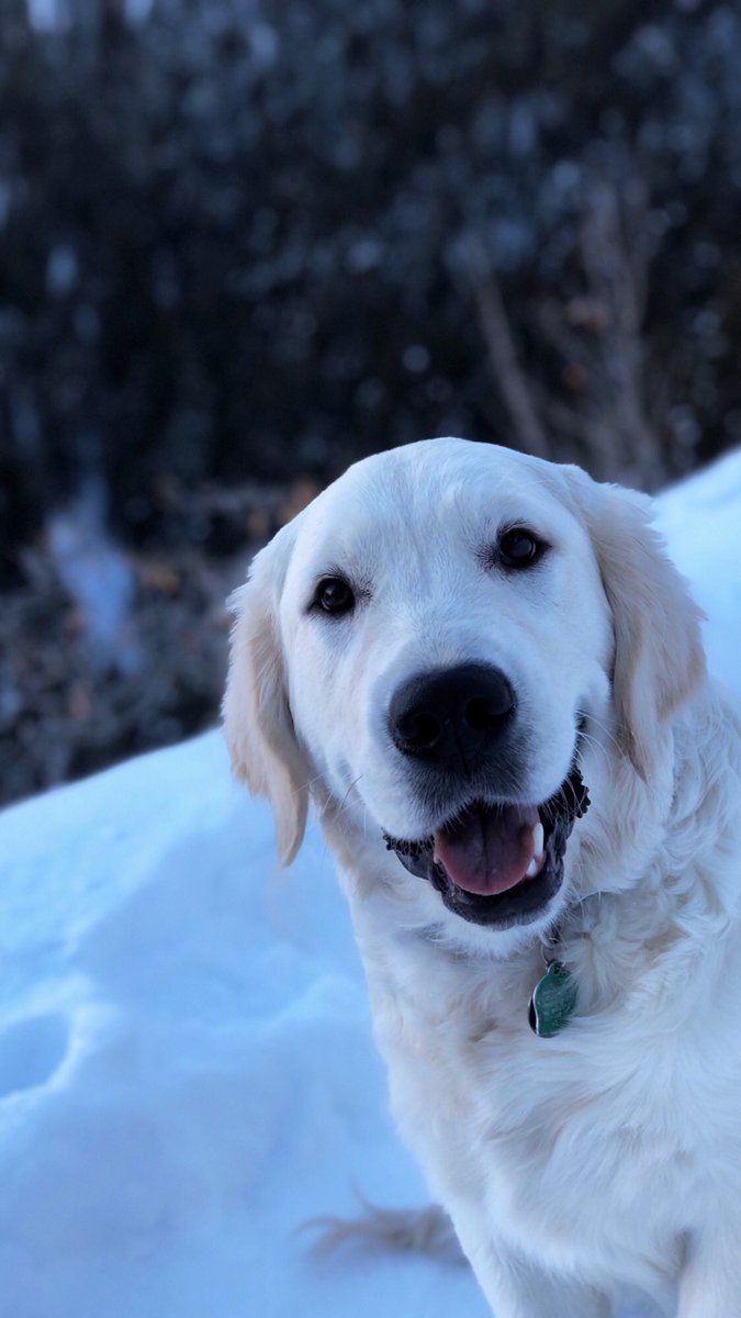 EvansKah's tweet photo. @NetflixFilm @dog_feelings This is Tuck! He lives in the USA!🇺🇸 https://t.co/luU6aeYddt
