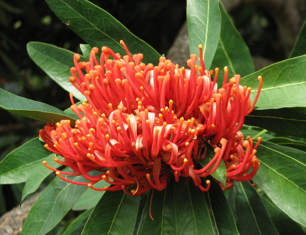  #ProteaceaeGeneraAtoZ: ALLOXYLON. This is a genus of 4 species of trees from eastern Australia, Indonesia and Papua New GuineaImage is Alloxylon flammeum, the Queensland tree waratah.