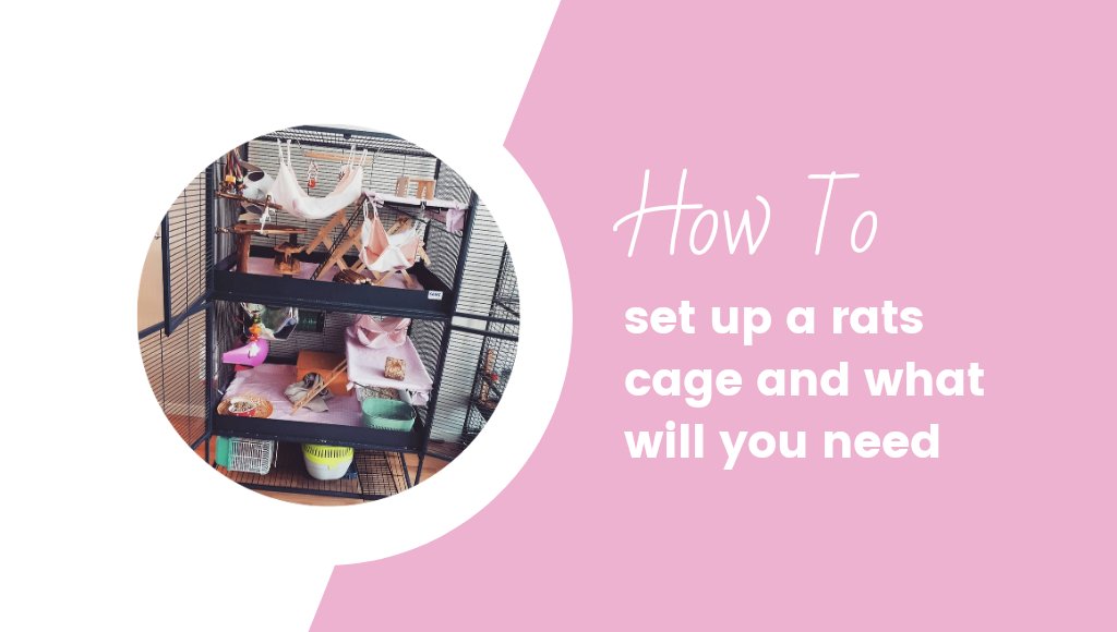 How To Set Up A Rat Cage &amp; What You Will Need 🏠🐁🐀
#Rats #RatsOnTwitter #Rattybox rattybox.com/how-to-set-up-…