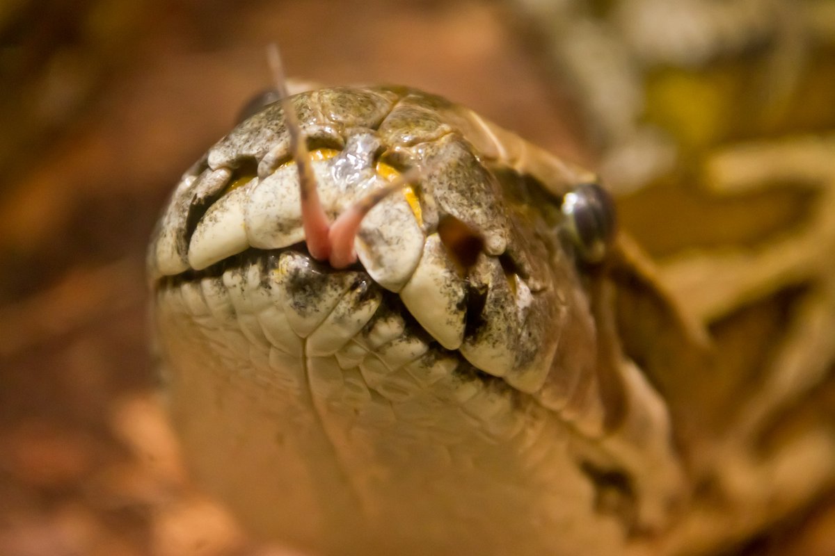 SnakeHour's tweet photo. https://t.co/ycHv5u09gW