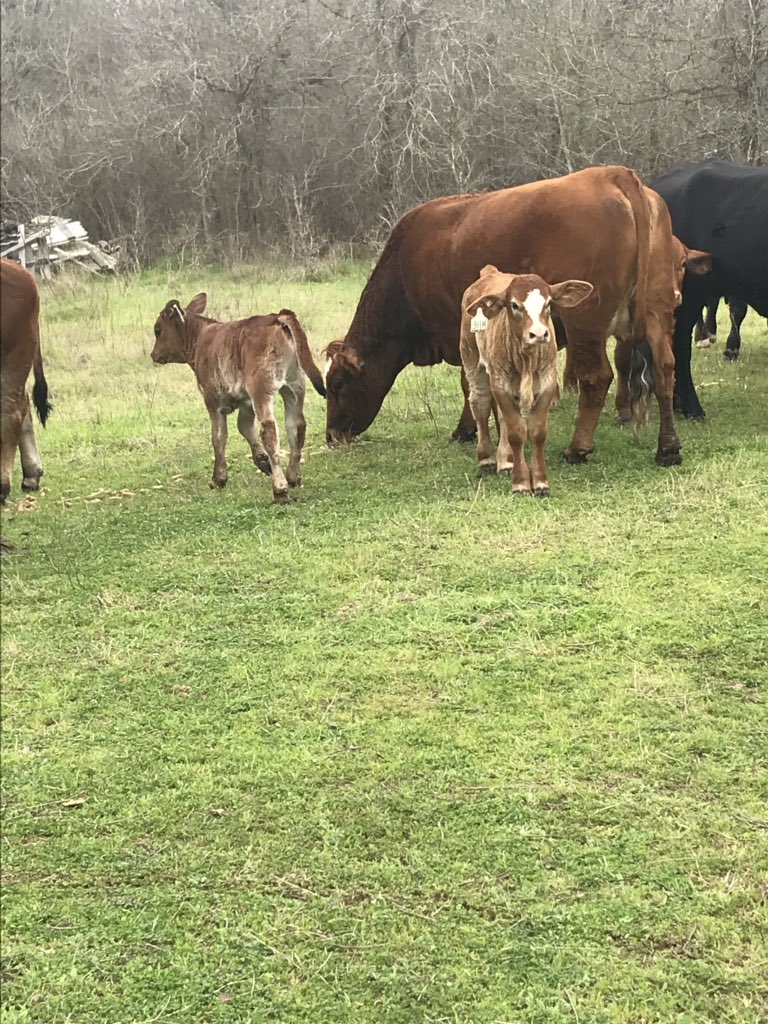 MHinckleyLMS's tweet photo. Went to check/feed cows and got a nice walk in! #ABSmoves #ABSproud #lovethesebabies https://t.co/yauVcnY0Va