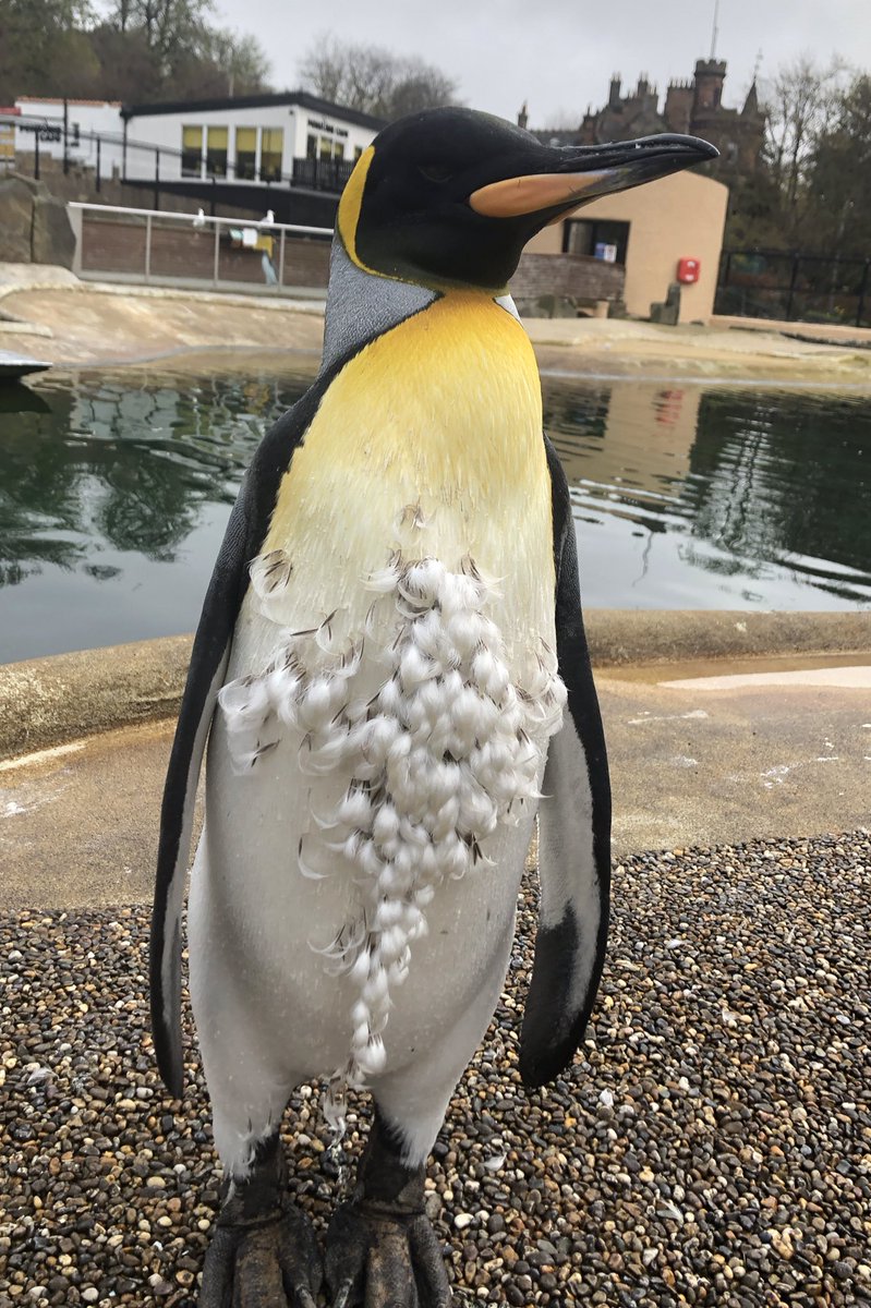 lornamoff's tweet photo. En-route to the summer bod (just donβt tell him about his beakini line). An (almost) freshly moulted Sir Nils Olav π§ @EdinburghZoo #zookeeper #birdkeeper #penguinkeeper #sirnilsolav #kingpenguin #edinburghzoo #rzss #moult #handsome #zoophotography https://t.co/A2LhNt4S68
