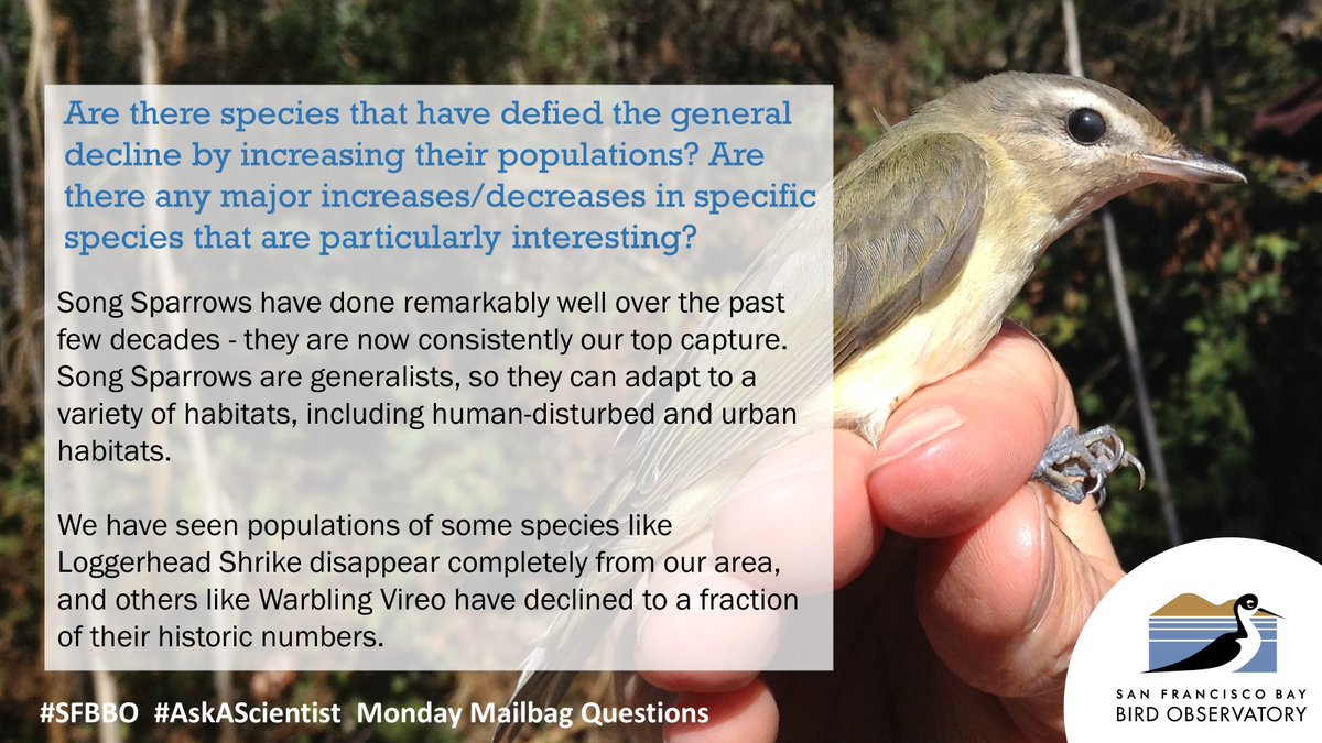 SFBBO's tweet photo. Here are some #SFBBO #AskAScientist Answers about #BirdBanding at Coyote Creek Field Station! Two of the photos include some of the rarest #birds we've banded; do you know what they are? https://t.co/189mTjfLTj