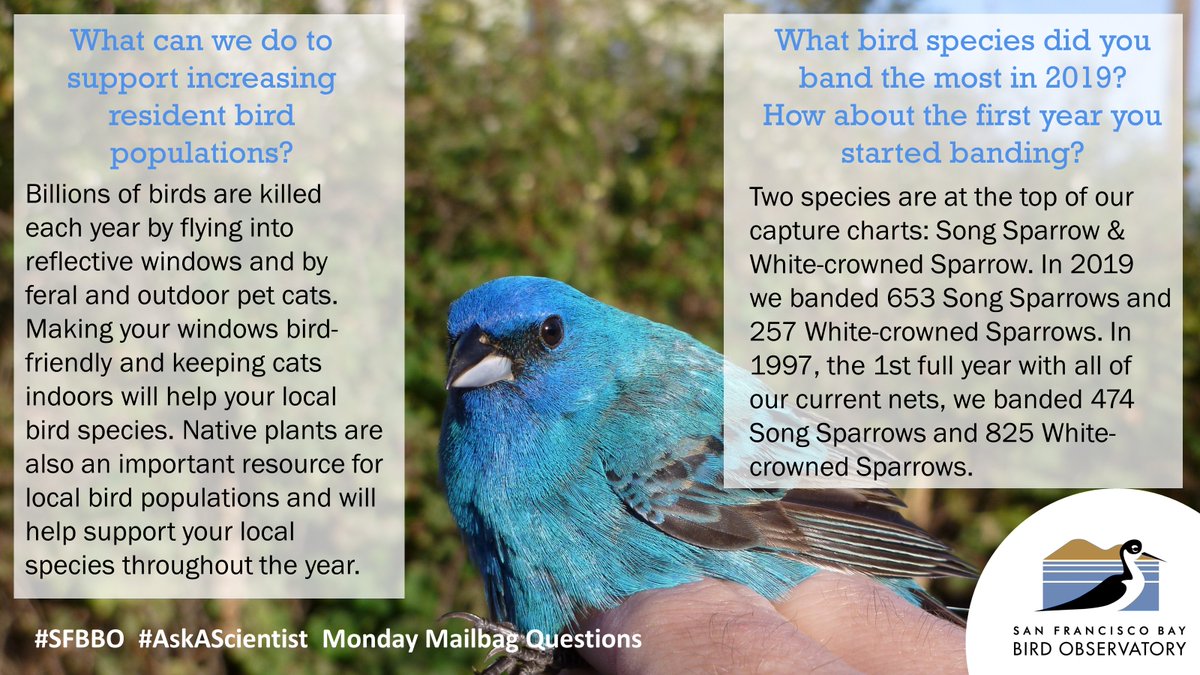 SFBBO's tweet photo. Here are some #SFBBO #AskAScientist Answers about #BirdBanding at Coyote Creek Field Station! Two of the photos include some of the rarest #birds we've banded; do you know what they are? https://t.co/189mTjfLTj