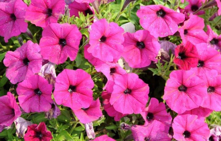 DesmetAuction's tweet photo. Alumni Moms are sponsoring spring flower sale just in time for Mother’s Day! Order by May 4 for pickup at De Smet May 8. Proceeds will be used to purchase proper formal dress code attire for students in need. https://t.co/5P3jlrY7Lt https://t.co/48NHfzqRku